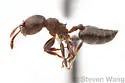 Crematogaster crinosa - photo 2