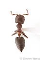 Crematogaster crinosa - photo 3