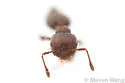 Crematogaster crinosa - photo 4