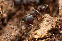 Crematogaster dentinodis