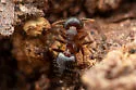 Crematogaster dentinodis - photo 2