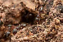 Crematogaster dentinodis - photo 3