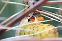 Crematogaster depilis