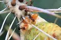Crematogaster depilis - photo 2