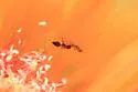 Crematogaster depilis - photo 3