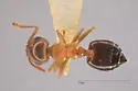 Crematogaster depilis - photo 4