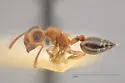Crematogaster depilis - photo 5