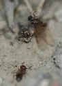 Crematogaster emeryana