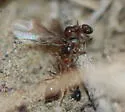 Crematogaster emeryana - photo 2
