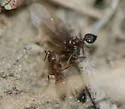 Crematogaster emeryana - photo 3