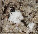 Crematogaster emeryana - photo 4