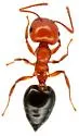 Crematogaster hespera