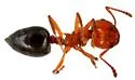 Crematogaster hespera - photo 2