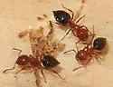 Crematogaster hespera - photo 3