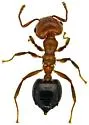 Crematogaster hespera - photo 4