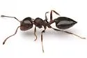 Crematogaster isolata