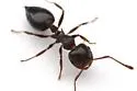 Crematogaster isolata - photo 2