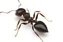 Crematogaster isolata - photo 3