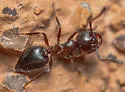 Crematogaster isolata - photo 4