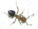 Crematogaster laeviuscula