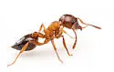 Crematogaster laeviuscula - photo 2