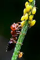 Crematogaster laeviuscula - photo 3