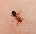 Crematogaster laeviuscula - photo 4
