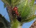 Crematogaster laeviuscula - photo 5