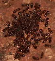Crematogaster lineolata