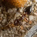 Crematogaster marioni