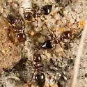 Crematogaster marioni - photo 2