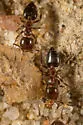 Crematogaster marioni - photo 3