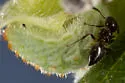 Crematogaster marioni - photo 4