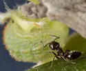 Crematogaster marioni - photo 5