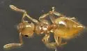 Crematogaster minutissima