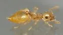 Crematogaster minutissima - photo 2
