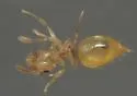 Crematogaster minutissima - photo 3