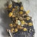 Crematogaster minutissima - photo 4