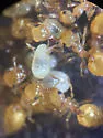 Crematogaster minutissima - photo 5