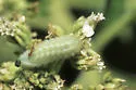 Crematogaster missouriensis