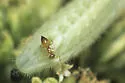 Crematogaster missouriensis - photo 2