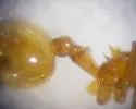 Crematogaster missouriensis - photo 4