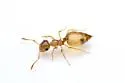 Crematogaster missouriensis - photo 5