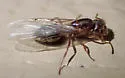 Crematogaster mutans