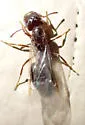 Crematogaster mutans - photo 2