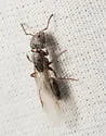 Crematogaster mutans - photo 3