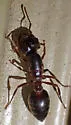 Crematogaster mutans - photo 4