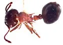 Crematogaster mutans - photo 5