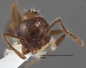 Crematogaster navajoa - photo 2