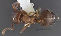 Crematogaster navajoa - photo 3